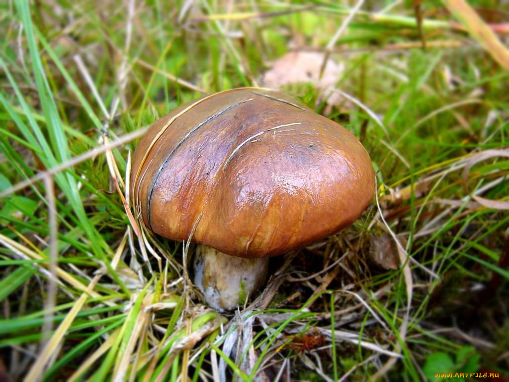 Грибы маслята. Гриб Suillus luteus. Маслёнок обыкновенный. Масленок обыкновенный гриб.